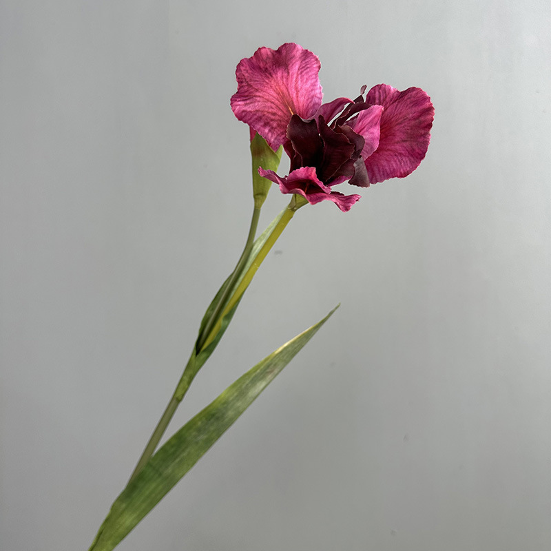Rose rouge