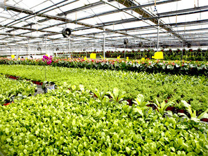 Tùy chỉnh lớn hiện đại thông minh nhà kính cho nông nghiệp trồng tham quan đôi PE lớp với dù để che nắng <span class=keywords><strong>Net</strong></span> - Product Image 5