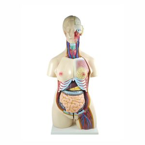Anatomical <strong>Human</strong> Body Torso Model Half Body Manikin Organ Teaching Model for Medical Science PVC Plastic for Schools - Product Image 1
