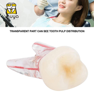 Dental Root Dentin Practice Dental Model <strong>Teeth</strong> Model <strong>Tooth</strong> Model - Product Image 6