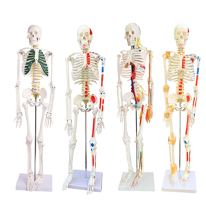 शिक्षण चिकित्सा विज्ञान मानव जीवन आकार कंकाल मॉडल शारीरिक मानव कंकाल मॉडल शारीरिक मानव कंकाल मॉडल - Product Image 1
