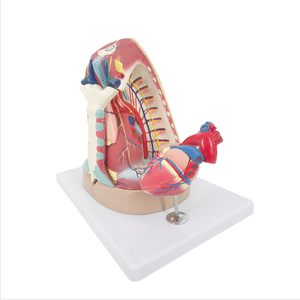 ADA Medical Mouth, Nose, Pharynx, and <strong>Larynx</strong> Medial Vascular <strong>Nerve</strong> Model and Adult Mediastinal Model for Students to Learning - Product Image 6