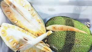 เครื่องคว้านรูแบบนิวเมติกสองหัวสำหรับหั่นแตงโมสับปะรดกระบวนการแยกผักและผลไม้ - Product Image 3