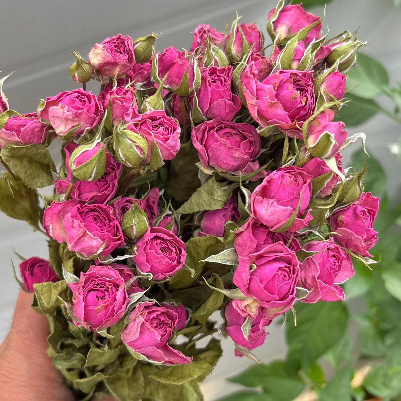 rosa rossa 1