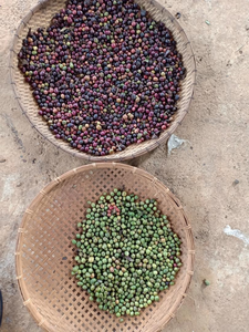 Máquina de clasificación de Color de cereza y café de Colombia, separador de Color rojo y verde, CCD, alta resolución