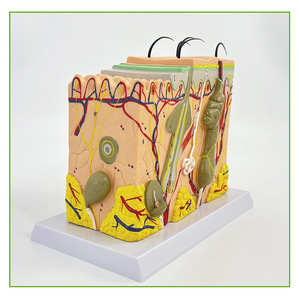Medical 3D PVC Manikin Enlarged <strong>Human</strong> Layered Anatomy Model for Teaching and Scalp Structure Study Skin Tissue Structure Model - Product Image 4