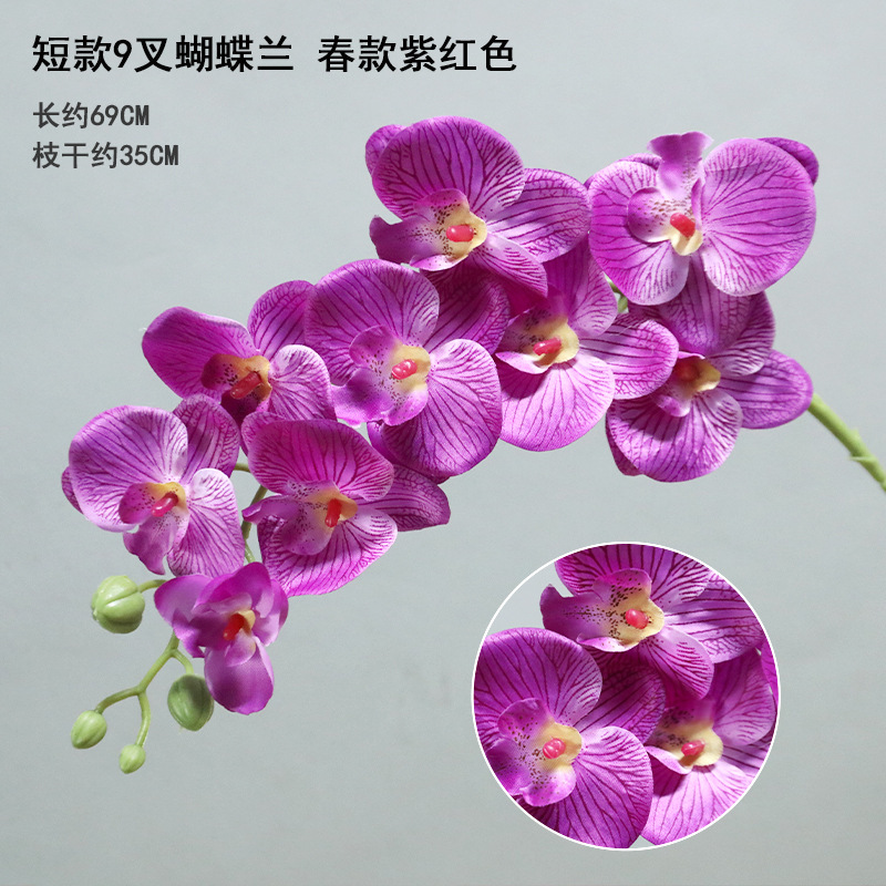 Pourpre