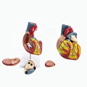 2-भाग डीलक्स 34 शारीरिक रूप से सही पीसी संरचनाओं जीवन-आकार मानव हृदय मॉडल वैज्ञानिक चुंबकीय डिजाइन घुड़सवार प्रदर्शन आधार - Product Image 3