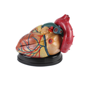 Life Size 3parts Pvc Iso Advanced <strong>Human</strong> Anatomical Heart Model for Teaching
