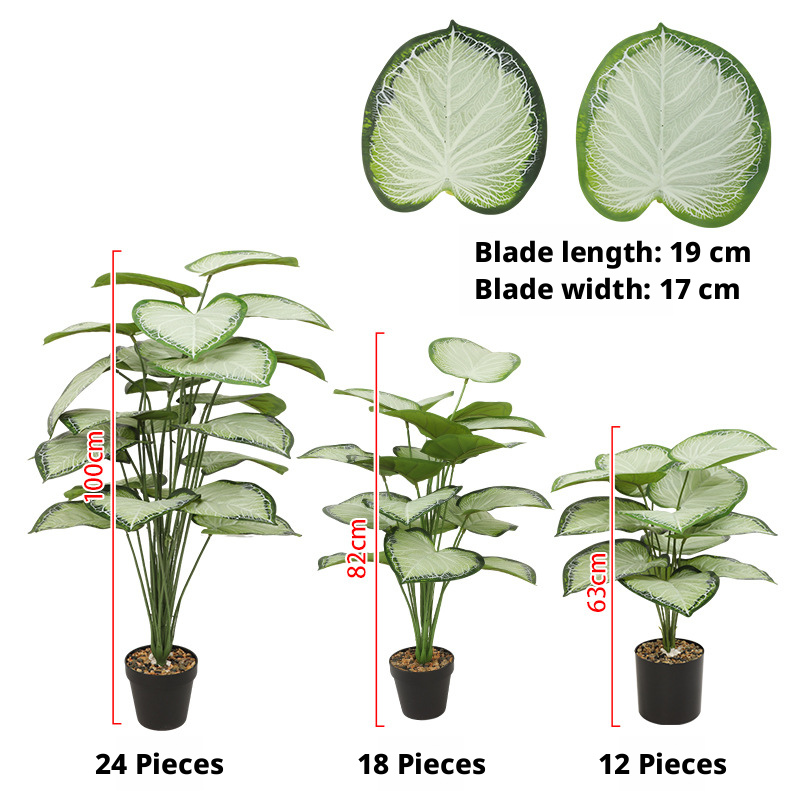 Glacier Pothos (Epipremnum aureum 'Glacier')