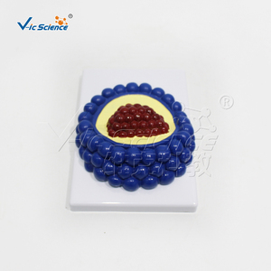 Adenovirus phage แบบจำลองไวรัสแบบจำลองทางกายวิภาคสำหรับการเรียนการสอนทางการแพทย์ชีววิทยาโมเดลไวรัส - Product Image 5