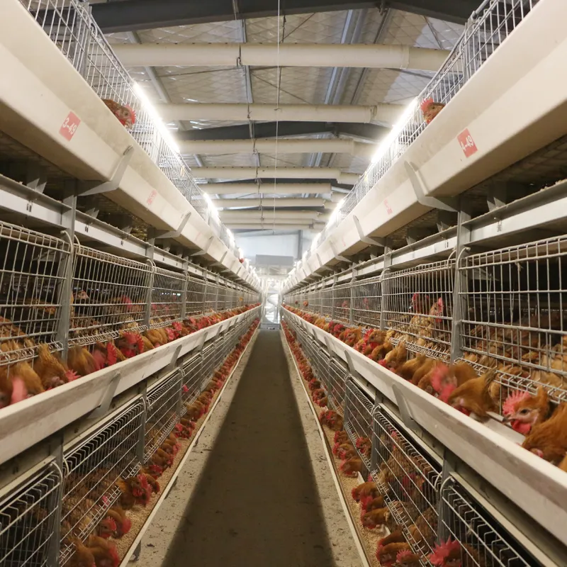 Bangchi equipamento gaiola sistema de gaiola para aves, marca 1000, frango, fazenda