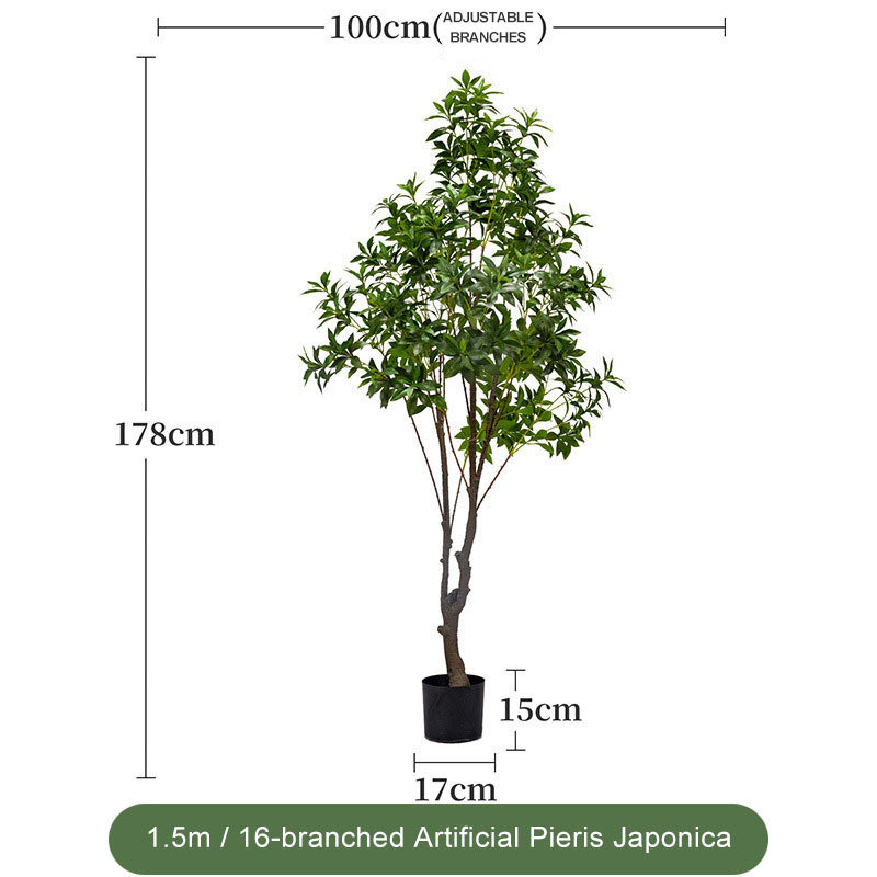 VERT 1,5 m - 1,6 branches Pieris japonica - Feuillage plus dense et amélioré