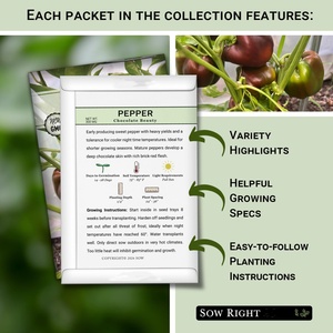 Gieo ngay gia truyền Rau tiêu gói Kit gieo hạt tiêu ngọt không GMO Bộ sưu tập Ớt chuông Đỏ sô cô la nâu Vườn Nhà - Product Image 2