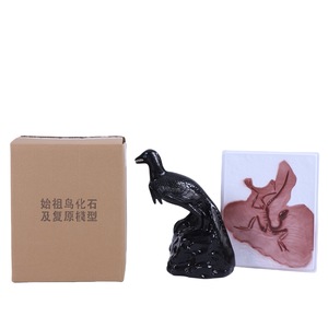 Modelo de Restauração Fóssil de Archaeopteryx Biology Teaching Tool for Elementary and High School