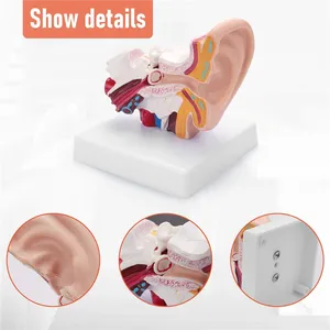 Merkezi ve dış kulakların organ yapısını gösteren 1.5X insan kulağı anatomisi modeli öğretim malzemeleri - Product Image 1
