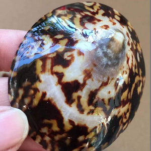 Cellana Limpet Shell หอยทากทะเลธรรมชาติเคลือบ - Product Image 1