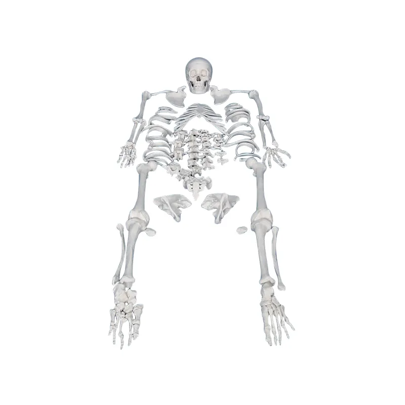 Menschliches ganze körper Disarticulated Skelett mit Schädel