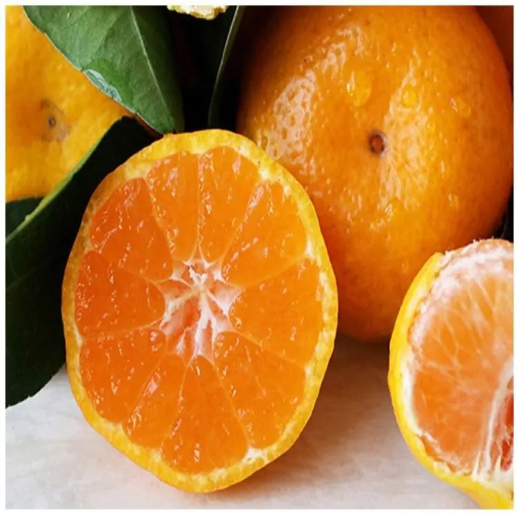 Оптовые цены свежие цитрусовые Свежие Мандарины круглогодичные поставки свежих апельсинов