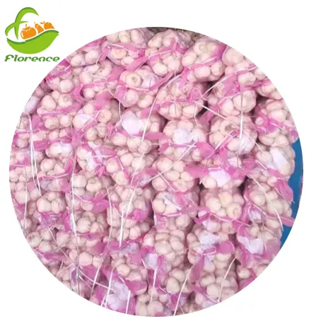 Garlic Supplier Fresh Garlic Bawang Putih