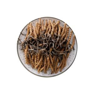 Intero impianto sfuso migliore prezzo secco Cordyceps <span class=keywords><strong>Sinensis</strong></span> estratto capsula Cordyceps polvere di estratto - Product Image 6