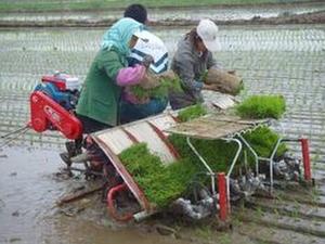 เครื่องปลูกเมล็ดข้าวแบบขับรถ8แถวเครื่องเพาะเมล็ดข้าว - Product Image 3