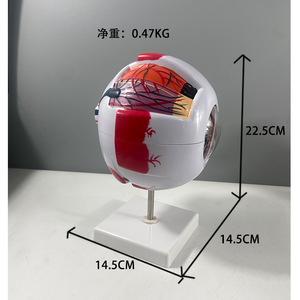 6X拡大された人間の目の解剖モデル解剖学的に正確な目のモデル科学のための人間の目の解剖学教室研究展示茶 - Product Image 2