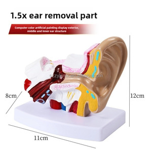 Tıbbi bilim için 1.5x genişlemiş anatomik 3D İnsan kulak modeli dış orta iç kulak teşhir tabanı - Product Image 6