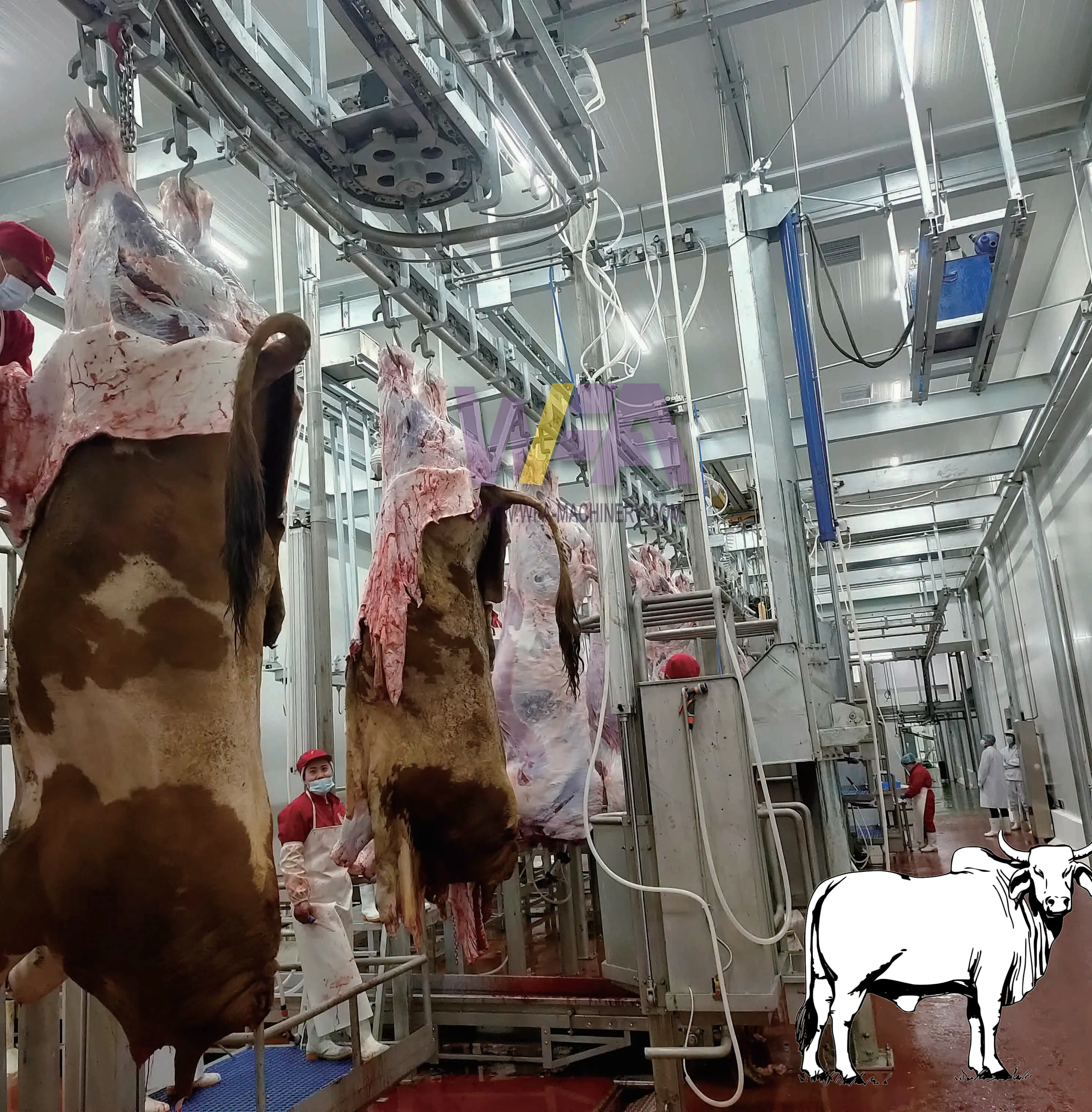 Rails personnalisés de traitement d'abattage de bovins de boucherie halal 15-50 WFA pour abattoir de bovins machine