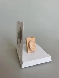 Öğretim kaynakları kulak genişlemiş anatomi modeli tıp bilimleri İnsan anatomik gösteri modeli - Product Image 4