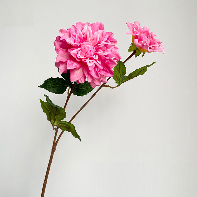 fushia