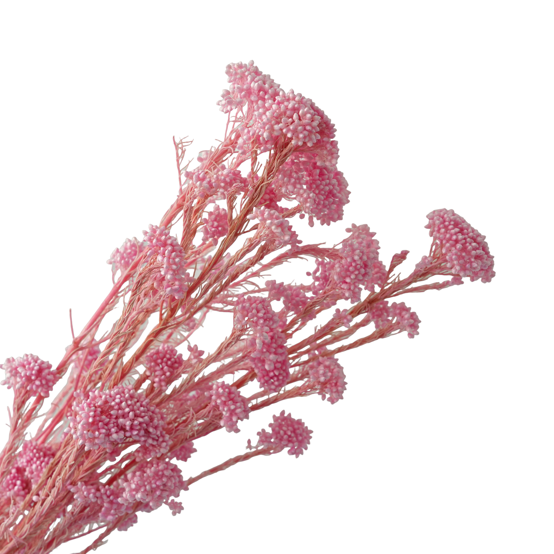 bright pink-85g