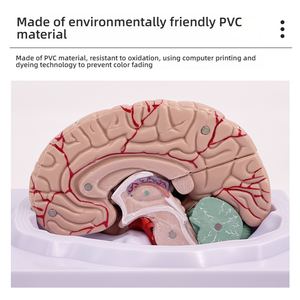 Modello completo di anatomia del cervello per la struttura del tronco cerebrale del cervello del dipartimento di neurologia dell'arteria cerebrale per la formazione medica - Product Image 4