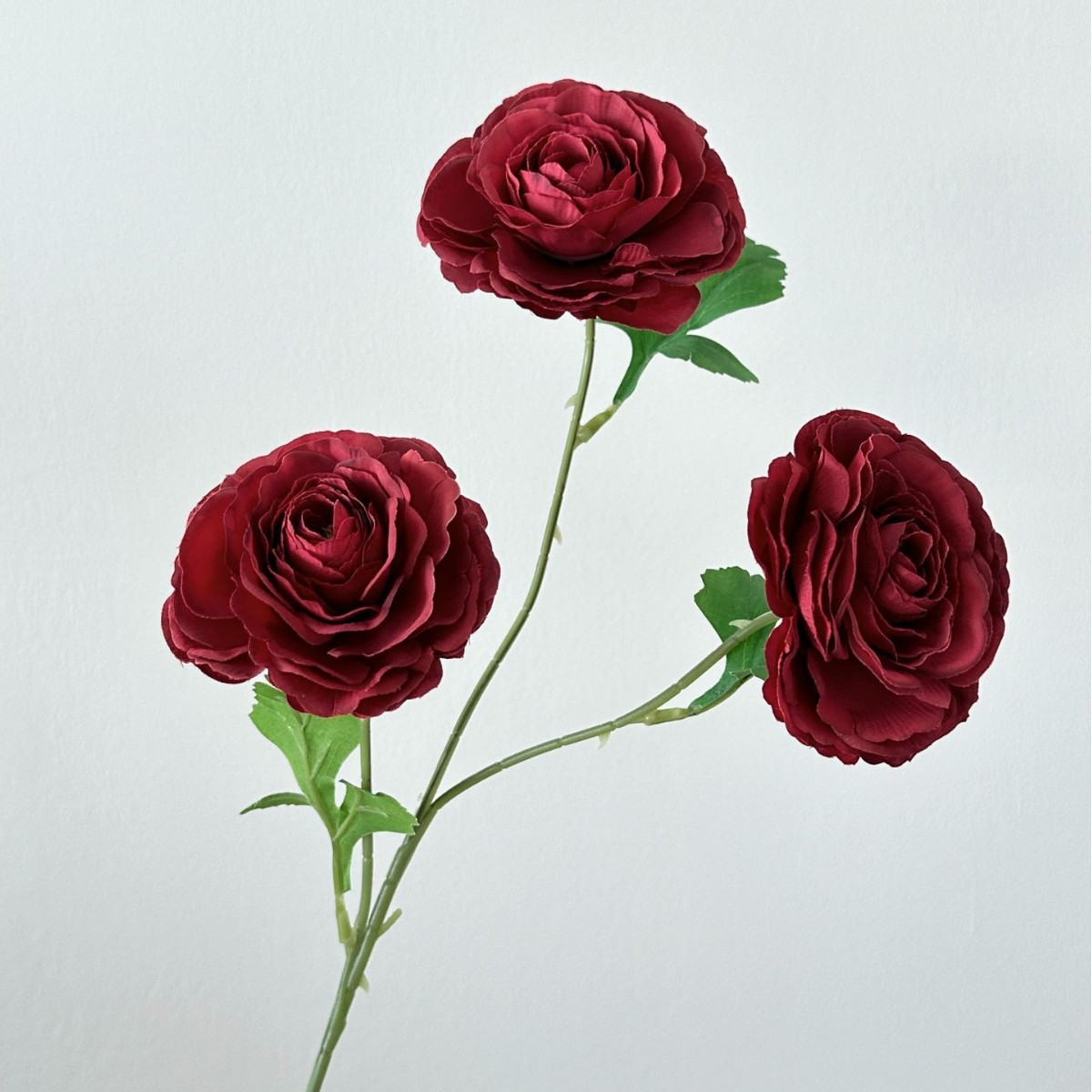 Red camellia