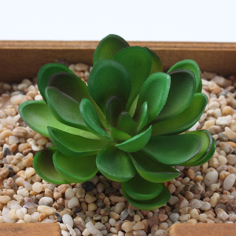 Heureux Lotus 6*4cm