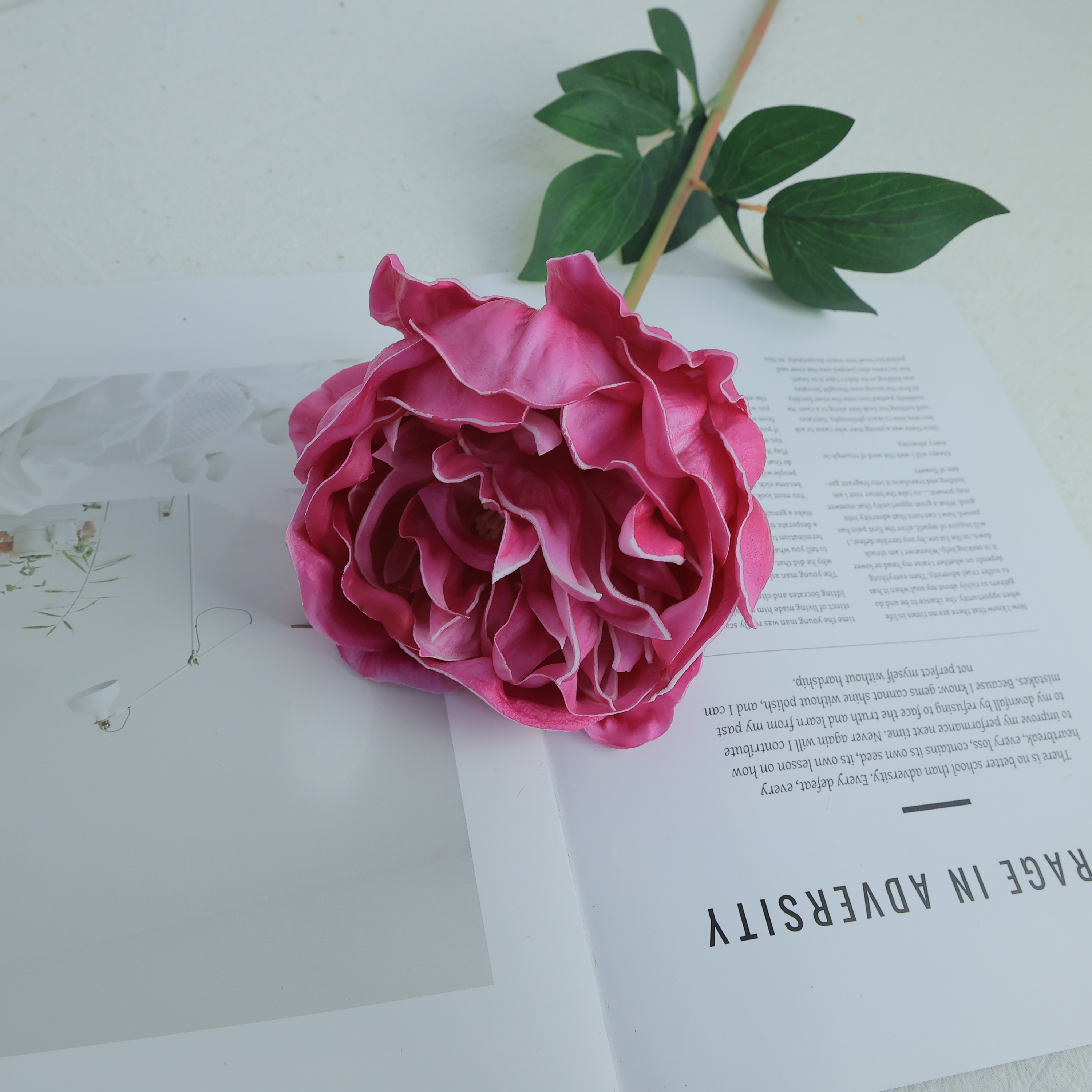 Rosa