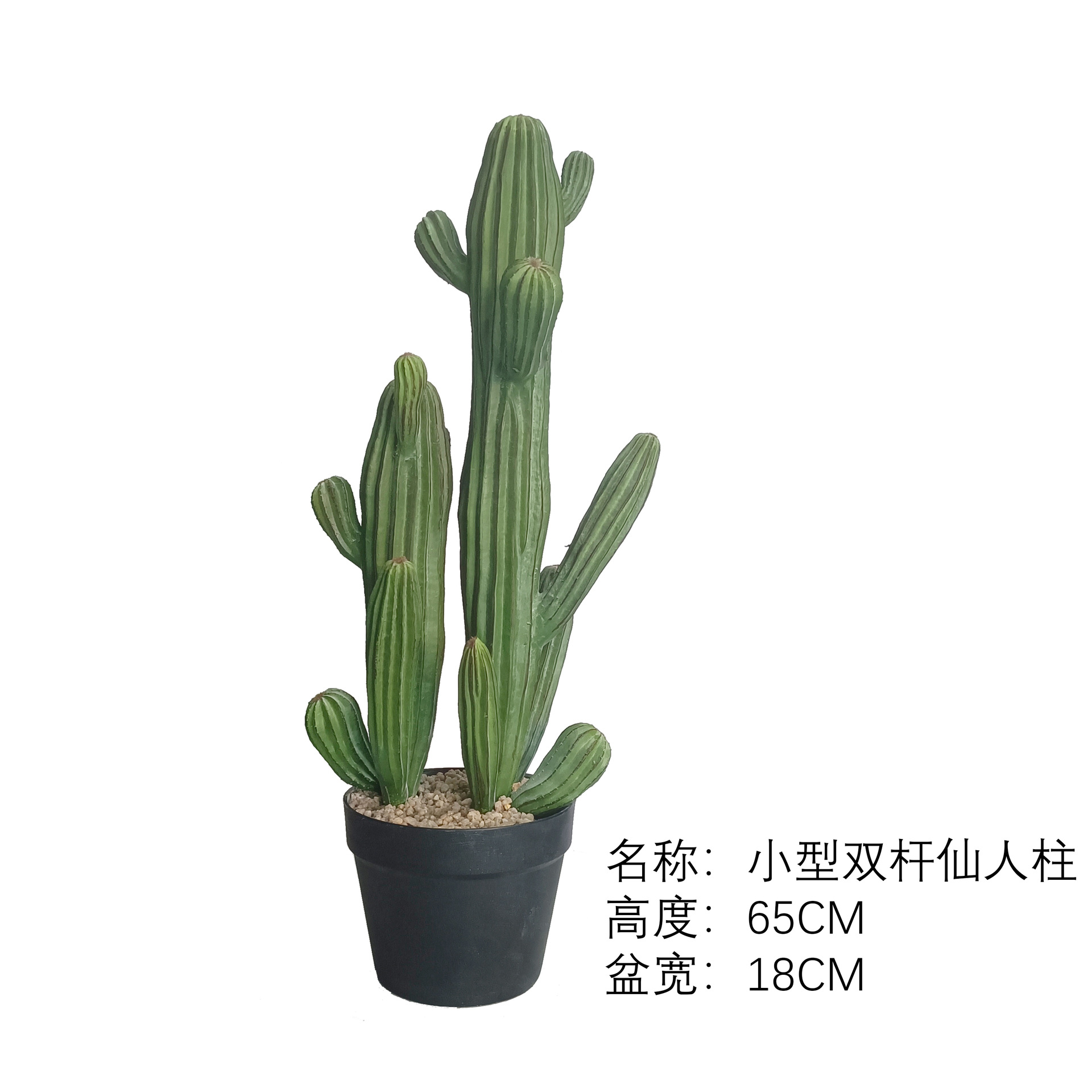 Cactus pequeño de dos tallos