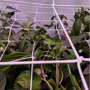 4 ve 6 kareler esnek Net kafes ile çadır Net büyümek 5x5ft ve daha fazla boyut bitki destek ağı uyar - Product Image 1