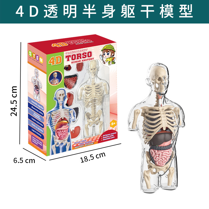 Modèle d'organe humain transparent, demi-corps, txx-021