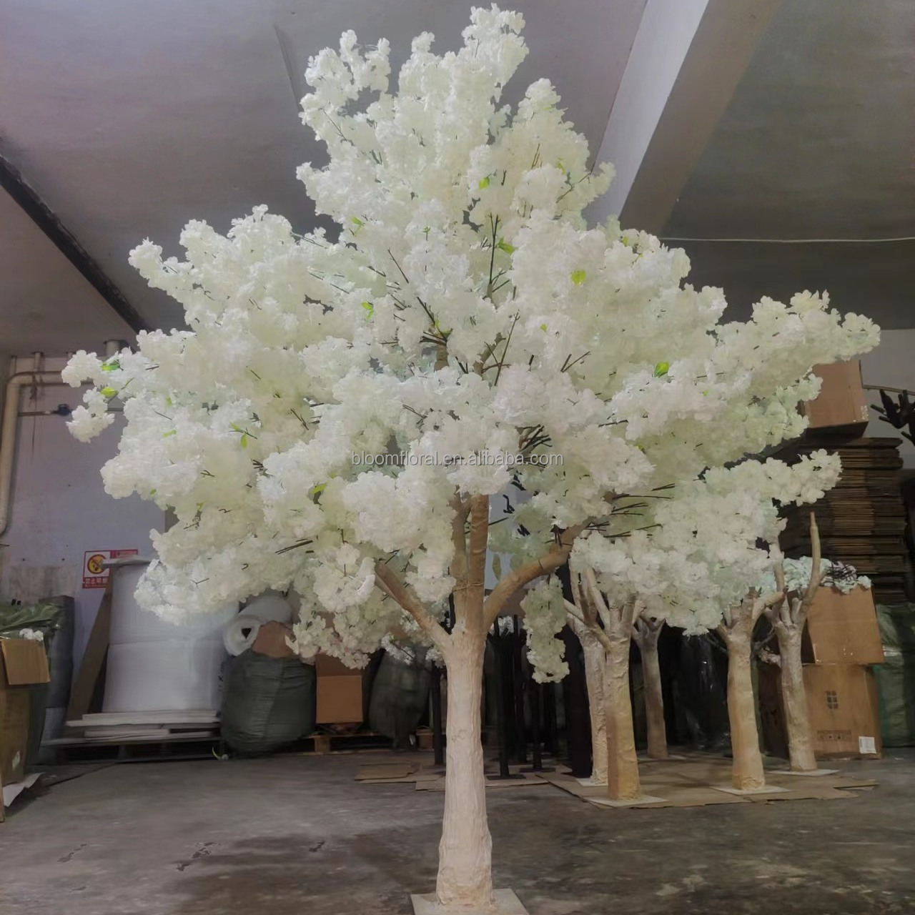 White 02