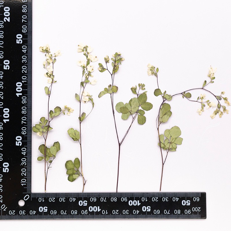 MH720 Tangsongyadaizhi Blanc naturel