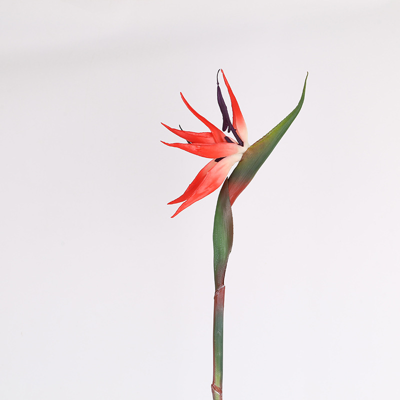 Oiseau de paradis rouge moyen