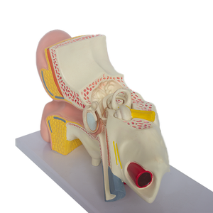 चिकित्सा विज्ञान शिक्षा के लिए पालतू और पीसी में नर्स प्रशिक्षण गुड़िया शारीरिक मॉडल - Product Image 1