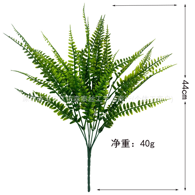 Herbe persane à 7 fourches et 35 feuilles
