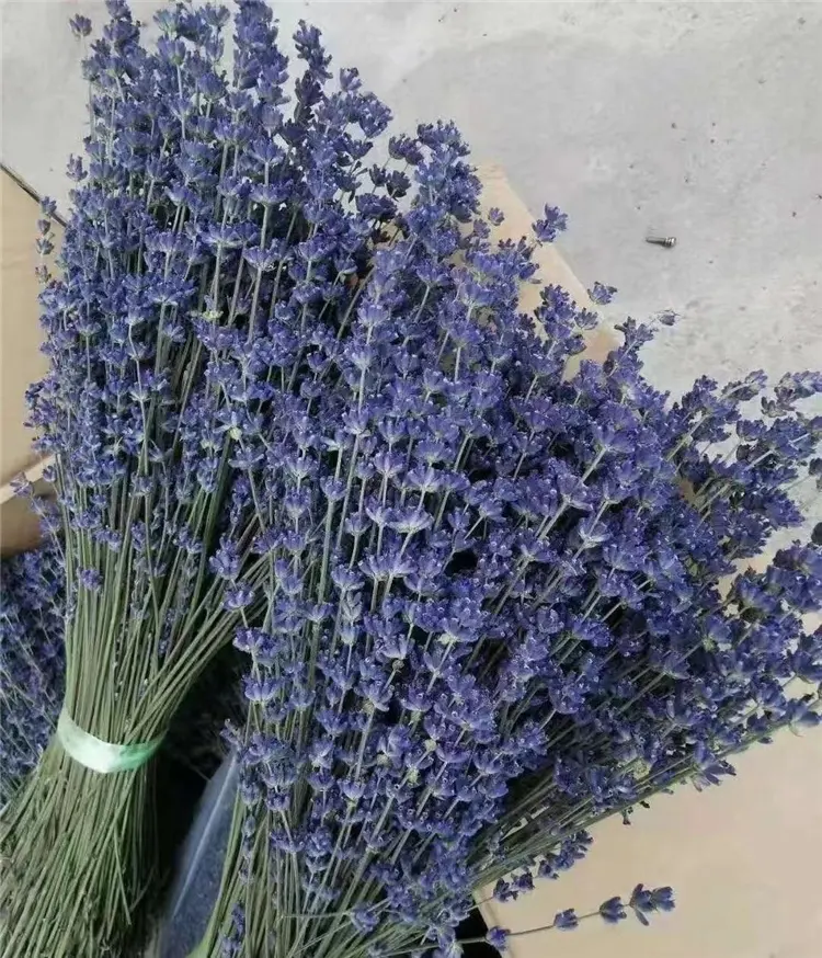 Hot Seller Dry Lavender Natural Preserved Flower Dried Lavender