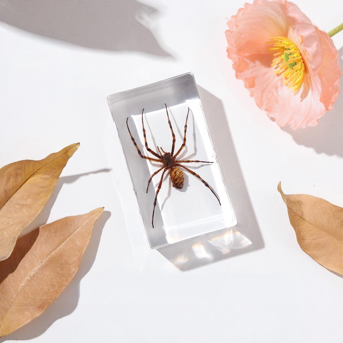 Araignée blanche aux longues pattes