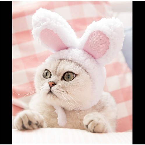 Rabbit hat