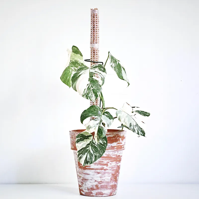 도매 4x17 cm 식물 성장 기둥 플라스틱 팜 스틱 등산 식물 덩굴 식물