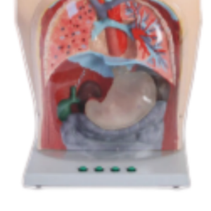 Ada โมเดลล้างท้องใสอเนกประสงค์สอนทางการแพทย์แบบจำลองล้างท้องโปร่งใส - Product Image 4