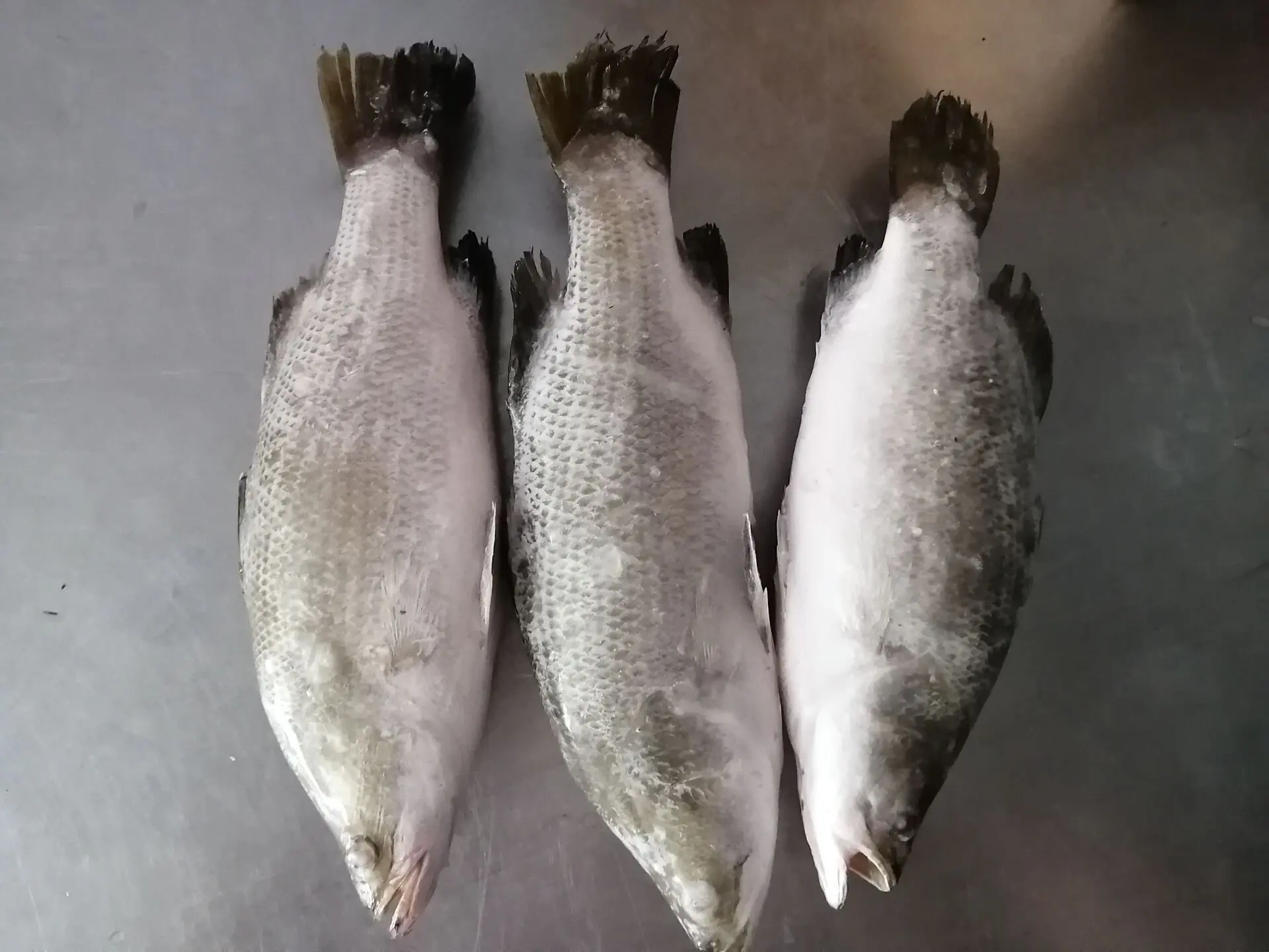 Congelati barramundi di Pesce 400-600g in vendita; Cinese seabass di buona qualità